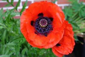 poppy beautiful field landscape