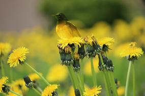 Beautiful and colorful bird, on the beautiful, blooming, yellow flowers