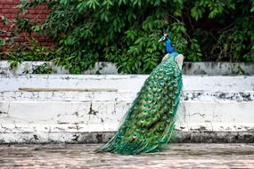 Peacock Bird Plumage green