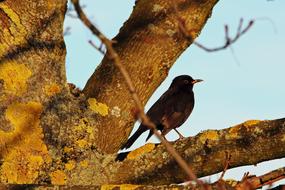 Blackbird Songbird tree sun