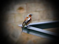 Bird Vogel