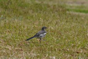 wild little bird on the lawn