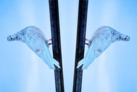 pigeon on bar with Mirror Reflection
