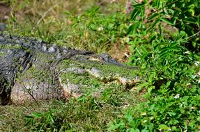 alligator disguises itself in greenery in Florida