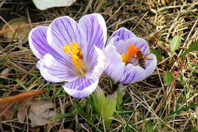 wiolet Crocus and Bees Insect