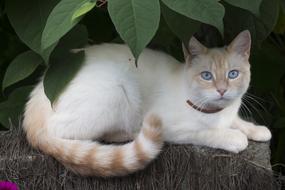 white cat with a striped tail resting under a tree