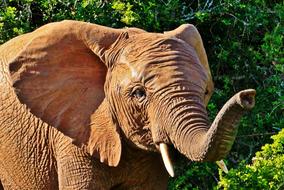 Portrait of the beautiful and cute, brown elephant among the green and yellow plants in South Africa