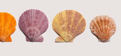 Mussels colors Structure