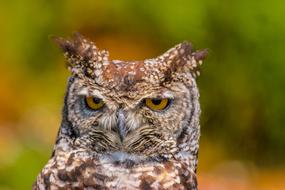 endangered bird predator