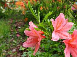 Japanese pink flower in the garden