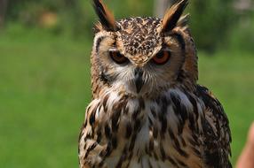 Portrait of the cute, colorful and beautiful Eurasian Eagle Owl, near the green grass