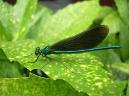 dragonfly on leaves landscape