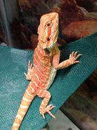 Close-up of the beautiful, colorful and cute, striped bearded dragon reptile