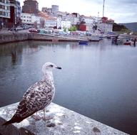 Beautiful, colorful and cute seagull, in the port with the colorful buildings