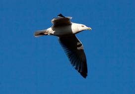 Beautiful and colorful seagull flying at blue sky background