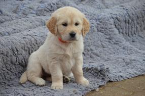 Dog Golden Retriever Puppy cute