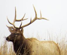 a big, fluffy deer in the grass