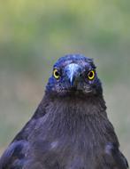 Currawong Bird