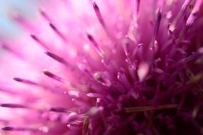 macro photo of thistle petals