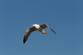 Beautiful, colorful and cute, flying seagull, in sunlight, in the blue sky