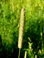 green insect on grass in blurred background