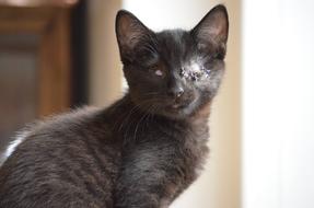 blind kitten on a blurred background