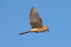 Bird Raptor Falcon at flight