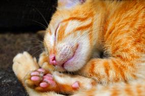 Cat Pet Feline sleep