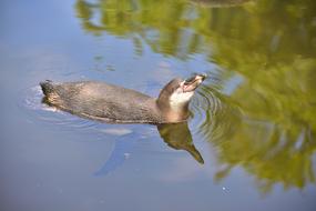 Penguin Water Bird Swiming