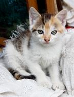 portrait of charmingly cute Kitten