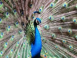 Peacock Bird Ornamental colors