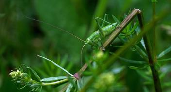 Green Grasshopper on a plant close-up on a blurred background