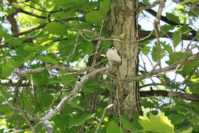 White Breasted nuthatch, small bird on green tree, usa, michigan