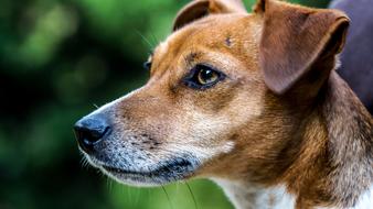 Dog Close Up head