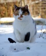 Cat white red black Snow Winter