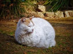 portrait of white Cat relax