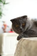 Beautiful and cute, dark, fluffy British Shorthair cat