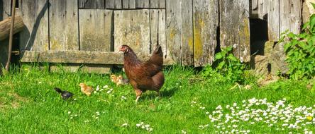 brown hen in the grass