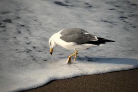 bird Sea wave