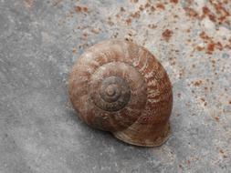 brown spiral snail close up