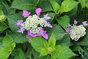 colorful flowers on the bush