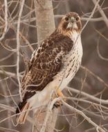 Hawk on bare tree