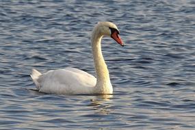 white Swan Water Lake
