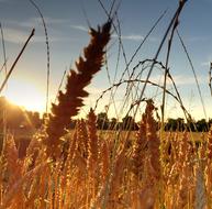 wheat sun field