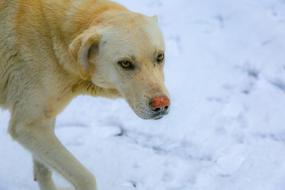 Portrait of the colorful and beautiful, cute dog, on the snow, in the winter