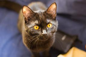 Cat Portrait gold eyes