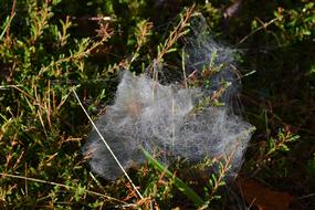 cobweb grass landscape