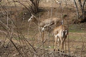 Gazelle Animal forest
