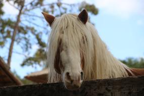 horse with a white mane behind a fence