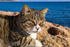 Cat near the water on a blurred background